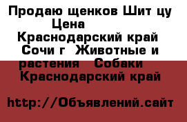 Продаю щенков Шит-цу › Цена ­ 20 000 - Краснодарский край, Сочи г. Животные и растения » Собаки   . Краснодарский край